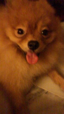 Coby - Pomeranian Dog