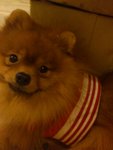 Coby - Pomeranian Dog