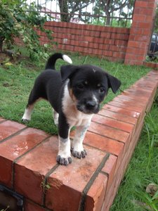 Mokki - Mixed Breed Dog