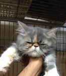 Persian - Persian Cat