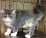 Persian - Persian Cat