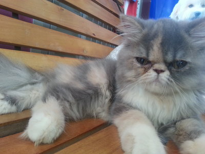 Persian - Persian Cat