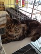 PF56869 - Maine Coon Cat