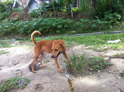 &quot;Snoopy&quot; ~ D195(070214) - Mixed Breed Dog