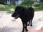 Negrito (Little Black Dog) - Spitz Mix Dog