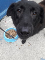 Negrito (Little Black Dog) - Spitz Mix Dog