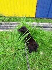 Hiding among the greens - one of his fav snacks