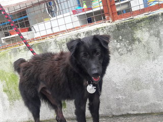 Negrito (Little Black Dog) - Spitz Mix Dog