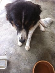 &quot;Girlie&quot;, A Mixed Border Collie - Border Collie Mix Dog