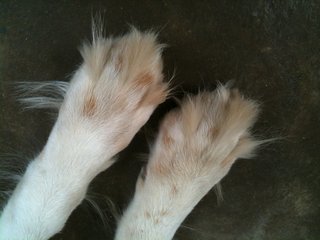 Furry paws