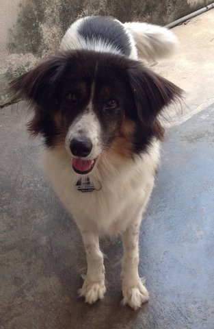 &quot;Girlie&quot;, A Mixed Border Collie - Border Collie Mix Dog