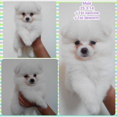 White Pomeranian - Pomeranian Dog