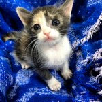 Female Kitten C - Long Hair/Dilute Calico