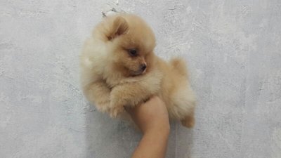 Pomeranian Brown Colour Male  - Pomeranian Dog