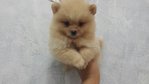 Pomeranian Brown Colour Male  - Pomeranian Dog