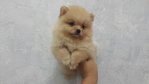 Pomeranian Brown Colour Male  - Pomeranian Dog