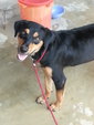 Ruby( Rottweiler Mixed) - Mixed Breed Dog