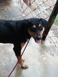 Ruby( Rottweiler Mixed) - Mixed Breed Dog