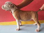 Pure American Bully Puppy - Pit Bull Terrier + American Staffordshire Terrier Dog