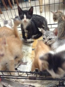 A Litter Of Kitttens - Domestic Short Hair + Siamese Cat