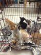 A Litter Of Kitttens - Domestic Short Hair + Siamese Cat