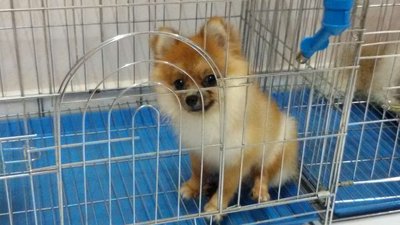 Lucky - Pomeranian Dog