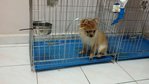 Lucky - Pomeranian Dog