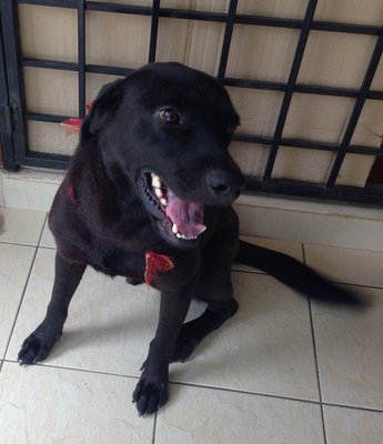 King Lee - Labrador Retriever Dog