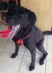 King Lee - Labrador Retriever Dog