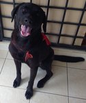 King Lee - Labrador Retriever Dog