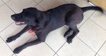King Lee - Labrador Retriever Dog