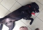 King Lee - Labrador Retriever Dog