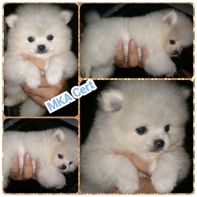 Teddy White Pom With Mka Cert - Pomeranian Dog