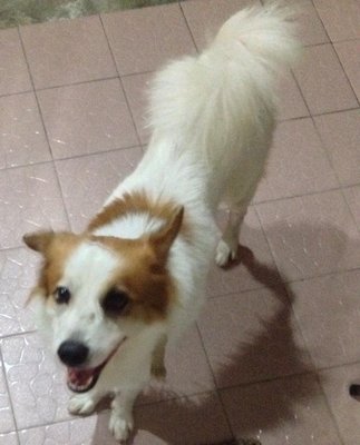 Dog Found In Sri Petaling - Border Collie Mix Dog