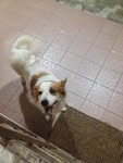 Dog Found In Sri Petaling - Border Collie Mix Dog