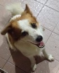 Dog Found In Sri Petaling - Border Collie Mix Dog