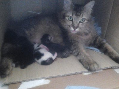 Mok Mok And 4 Of Her Babies~ - Domestic Long Hair Cat