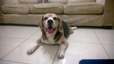 Tarzan - Beagle Dog