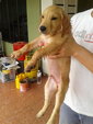 Big Bone Golden Puppy For Sale - Golden Retriever Dog