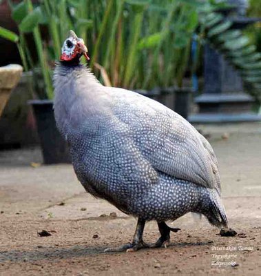 For Sale Guinea Fowl - Guinea Fowl Bird