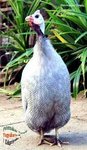 For Sale Guinea Fowl - Guinea Fowl Bird