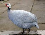 For Sale Guinea Fowl - Guinea Fowl Bird