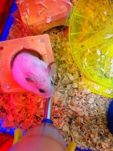 Snowball - Short Dwarf Hamster Hamster