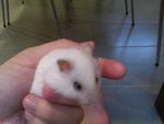 Snowball - Short Dwarf Hamster Hamster