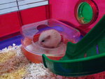 Snowball - Short Dwarf Hamster Hamster