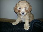 Mocco - Poodle Dog