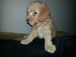 Mocco - Poodle Dog