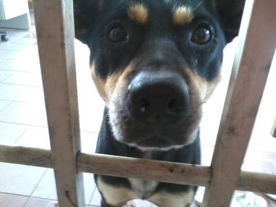 Bobi - Mixed Breed Dog