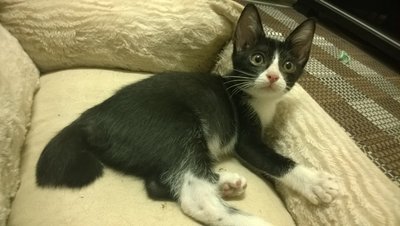 Kitten - Tuxedo Cat