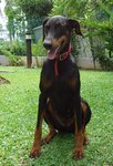 Dio - Doberman Pinscher Dog